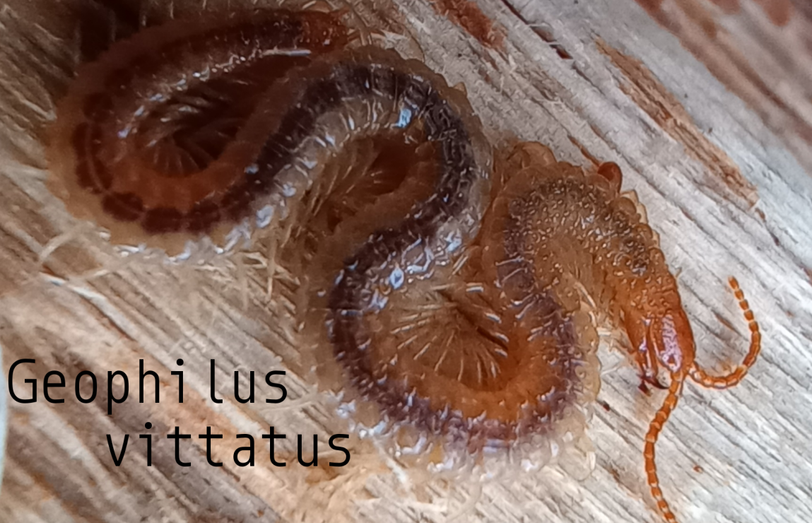 Species Observations {Animalia}